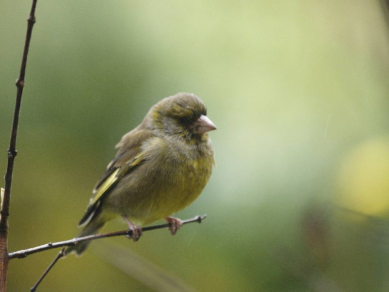 young greenfinch