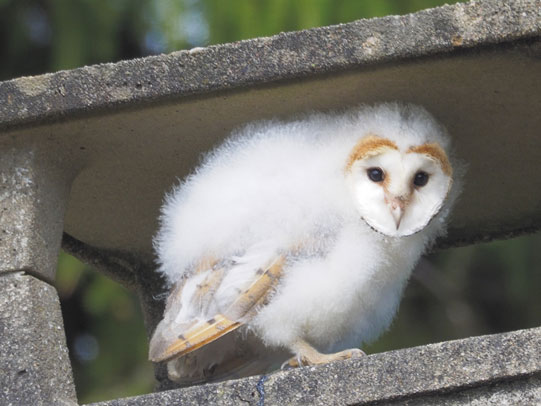 young Barn Owls